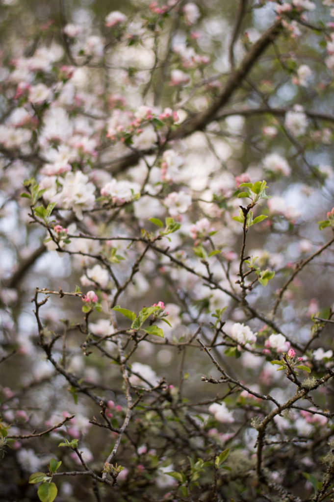 Apple Blossoms