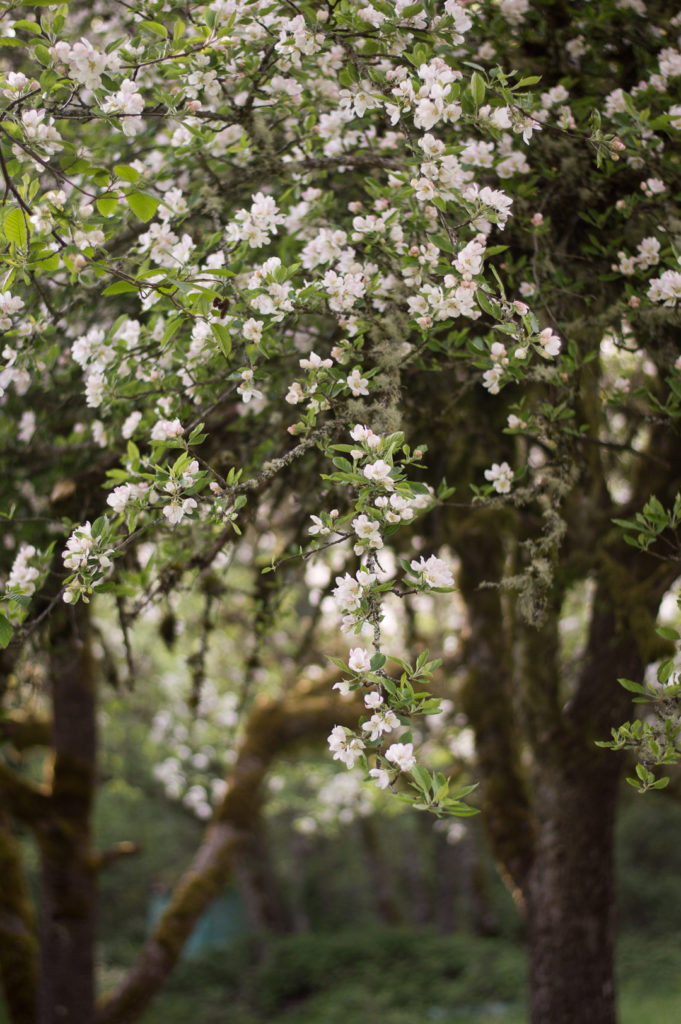 Old apple trees blooming